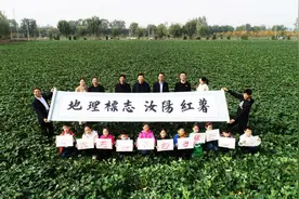 科技催发“富农果”“汝阳红薯”味更甜图片