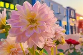 汉口北鲜花小镇迎宾 助市民实现“鲜花自由”图片
