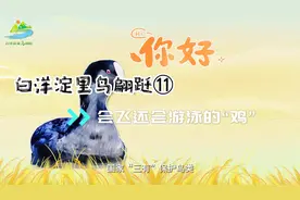 白洋淀里鸟翩跹⑪丨会飞还会游泳的“鸡”图片