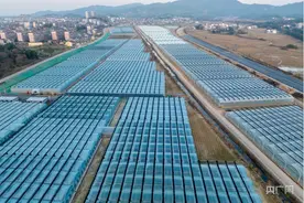 江西金溪：以产业振兴助推乡村振兴图片