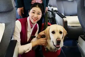 南航“爱伴导盲犬”项目关注更多特殊人群出行图片