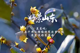 果然视频·好景山东|济南千佛山腊梅次第绽放，清秀淡雅香满园！图片