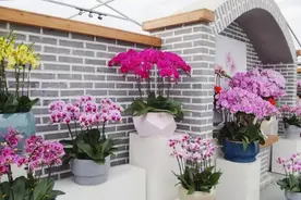 威海市环翠区：看，“彩色蝴蝶”立枝头！图片