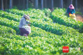 文旅周刊 | 辣味海南：花样吃辣 各有神通图片