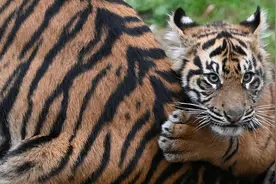 （外代二线）伦敦动物园进行动物大盘点(3)图片