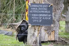 （外代二线）伦敦动物园进行动物大盘点图片