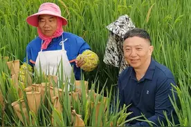 封面圆桌派｜“从种子到种子”太空实验意义重大，现代水稻育种里藏着哪些奥秘？图片