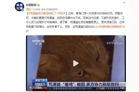 荒漠猫进村偷鸡，被抓了个现形图片