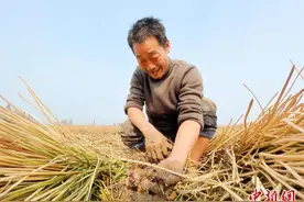 洞庭湖区新农人解锁“双季稻＋”新模式 养地护田又增收图片