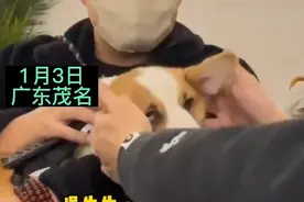 狗狗体验按摩，舒服到失去表情管理，网友：看起来好舒服图片