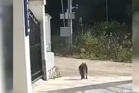 戍边7年的警犬退役后,拖无力后腿悄悄离家出走,民警:绝不允许图片