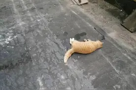 极目帮办|半个月里7只流浪猫被人从高层扔下坠亡，物业已安装摄像头寻找扔猫者图片