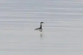 江西鄱阳湖保护区首次监测到角鸊鷉图片
