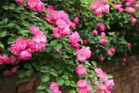 冬修时间到，奉上这份月季修剪宝典～图片