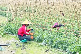 散文｜巧遇西红柿绑枝机图片