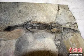 尖嘴长吻像蜥蜴 中国发现2.44亿年前海生爬行动物“奇异罗平龙”图片