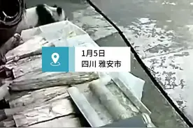 四川芦山一大熊猫到农户家“串门” 镇政府：地处栖息地，很常见图片