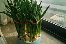长太高？如何二次开花？水仙养护进阶问答来啦丨小叶子园艺“门诊”⑰图片