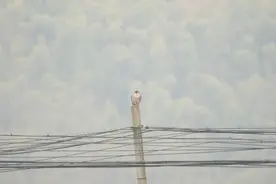 背着卫星追踪器放归游隼“阳阳” 后续故事来了图片