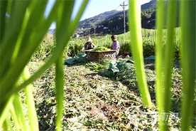 巍山：生态贡菜助农增收图片