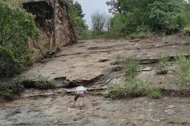 湖北秭归盆地首次发现侏罗纪中期恐龙足迹化石图片