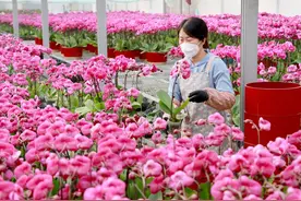 组图｜蒙阴：蝴蝶兰开迎新春图片