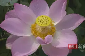 国家地理标志产品新洲龙王白莲首条加工生产线投产图片