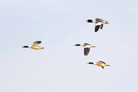 野鸭好漂亮！环境越来越好野鸭越来越多图片