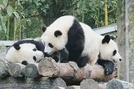 熊猫社区｜闯祸了咋办？熊猫宝宝：找个洞逃之夭夭图片