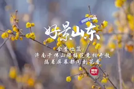 果然视频·好景山东|济南千佛山腊梅花绽放，隔着屏幕都闻到花香图片