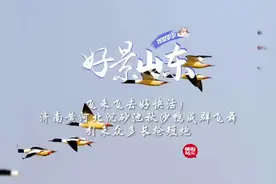 果然视频·好景山东|济南黄河北秋沙鸭空中飞舞，成群结队好快活图片