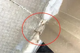 从碗碟下爬出来，厨房卫生间里成群结队，小区多户居民家出现蚂蚁图片