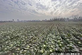 记者帮回访|曾被水淹的麦田上种上了包心菜，杭州大姐：这块抛荒地将有大变化图片