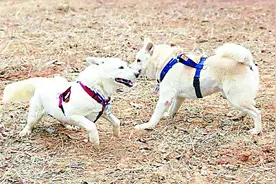 朝鲜国犬品评，最关键看沉着图片