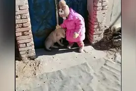 小狗被炮竹声吓得发抖，小女孩为它捂耳朵“安慰”图片