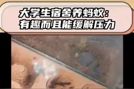 大学生宿舍养蚂蚁舒缓压力：临近毕业，就业精神压力大图片