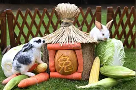 多种兔入驻深圳野生动物园迎兔年图片