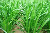 韭菜生产安全用药和绿色防控明白纸图片