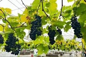 莞产夏黑葡萄年前“成功”上市！还有这些采摘点请收藏图片