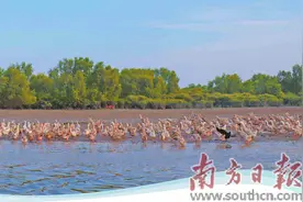 晶莹圆润 蛋更美味图片