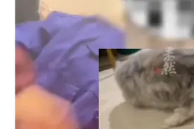 女子称保洁阿姨夹断猫腿，拒赔被辞退后砸门理论图片