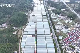 草莓住进“智慧大棚”助力农民增收图片