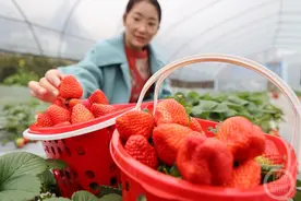 冬日草莓红 采摘游”升温”图片
