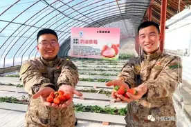 你相信吗？戈壁滩上长出了草莓、火龙果、柑橘​……图片