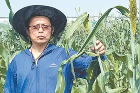 甜蜜事业：“候鸟式”科研，让盐碱地“开花”，高粱成甜秆儿图片