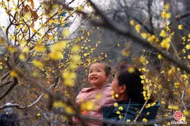 济南：蜡梅花开迎新春 清秀淡雅醉其中图片