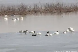 美丽大天鹅水上悠闲游弋人与自然和谐相处|超美！图片