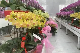 美到没朋友，九年才开一朵花！年宵花顶流蝴蝶兰，杭城这里日销2000盆图片