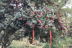 松江街头挂满“讨喜”红果，专业人士提醒：只能看不能吃！图片
