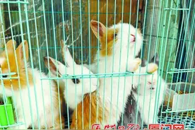 宠物兔热销图片